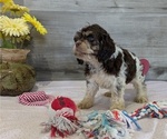 Small #1 Cockapoo-Poodle (Miniature) Mix