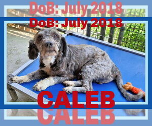 Mutt Dogs for adoption in Sebec, ME, USA