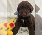 Puppy 2 Miniature Labradoodle