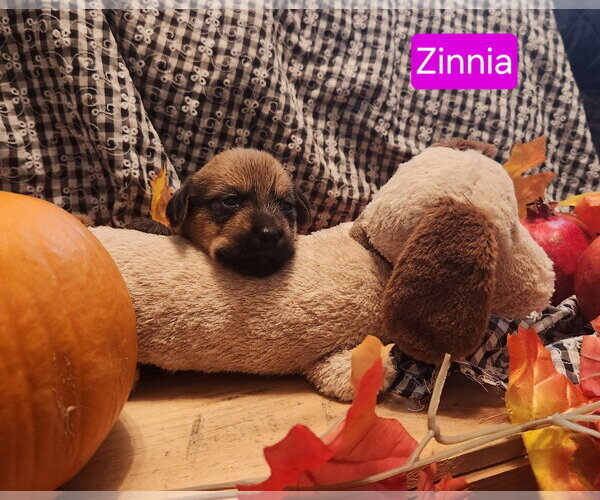 Medium Photo #1 Dachshund-Unknown Mix Puppy For Sale in Los Angeles, CA, USA