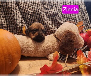 Dachshund-Unknown Mix Dogs for adoption in Los Angeles, CA, USA