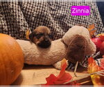 Puppy Zinnia - Female Dachshund-Unknown Mix Dog for Adoption - Small photo