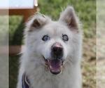 Small Siberian Husky