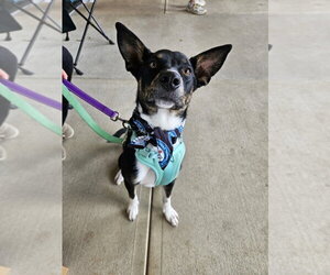 Skips - Male Mutt Dog for Adoption - Photo #2