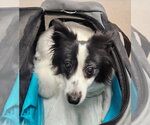 PACO - Male Pomeranian-Unknown Mix Dog for Adoption - Small photo
