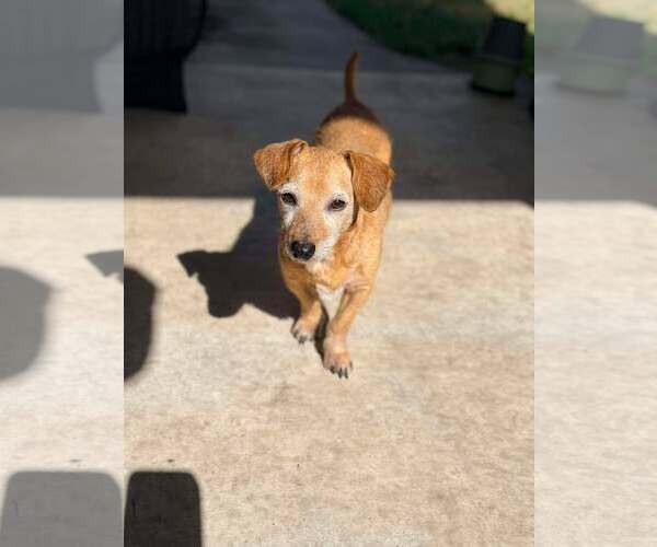 Medium Photo #8 Dachshund-Unknown Mix Puppy For Sale in Palatka, FL, USA