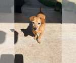 Small #7 Dachshund Mix