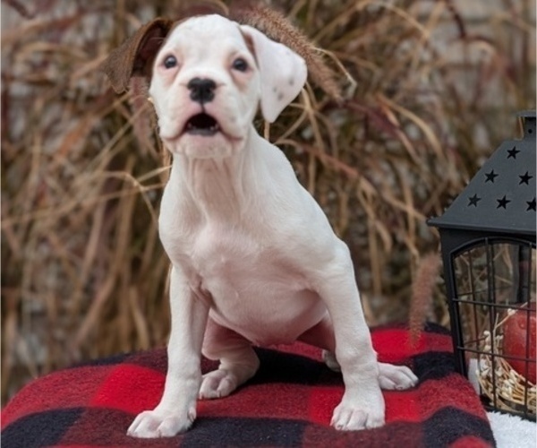 Medium Photo #43 Boxer Puppy For Sale in GOSHEN, IN, USA