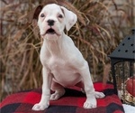Small Photo #43 Boxer Puppy For Sale in GOSHEN, IN, USA