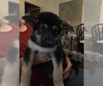 Small Photo #5 Alaskan Malamute Puppy For Sale in LA SALLE, MI, USA