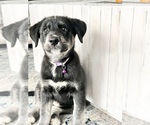 Small Photo #7 Goberian Puppy For Sale in MAINEVILLE, OH, USA