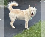 Small Photo #2 Akita-Huskies  Mix Puppy For Sale in Mundelein, IL, USA