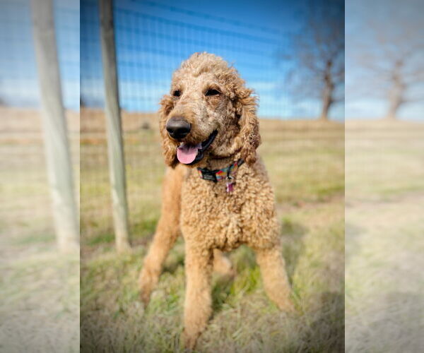 Medium Photo #2 Poodle (Standard) Puppy For Sale in Pacolet, SC, USA