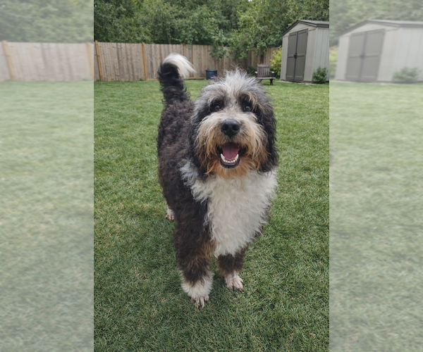 Medium Photo #1 Bernedoodle (Miniature) Puppy For Sale in GEORGETOWN, SC, USA