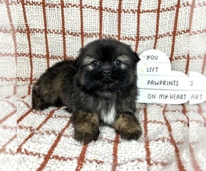 Shih Tzu Puppy for sale in FRANKLIN, IN, USA
