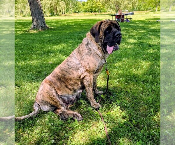 Medium Photo #10 Mastiff Puppy For Sale in CATO, NY, USA