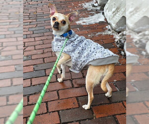 Medium Photo #1 Chihuahua-Unknown Mix Puppy For Sale in Boston, MA, USA