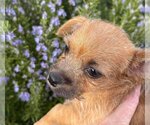 Small Photo #17 Mutt Puppy For Sale in Escondido, CA, USA