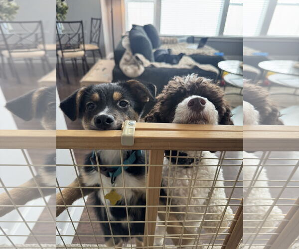 Medium Photo #3 German Shepherd Dog-Unknown Mix Puppy For Sale in Sandy, UT, USA