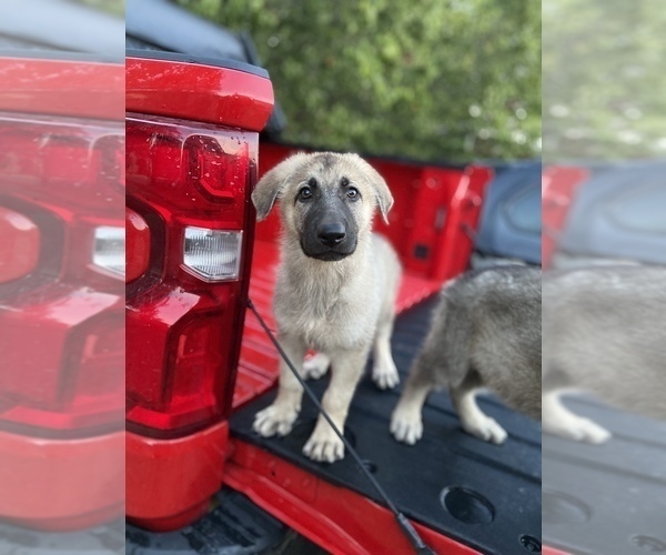 Medium Photo #1 German Shepherd Dog Puppy For Sale in FORT WORTH, TX, USA