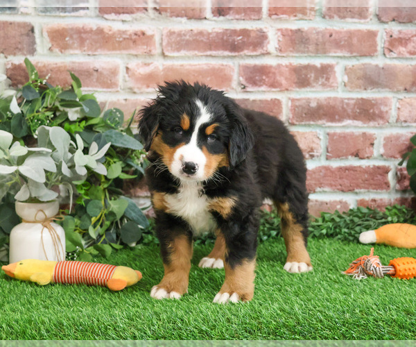 Medium Photo #7 Bernese Mountain Dog Puppy For Sale in SYRACUSE, IN, USA