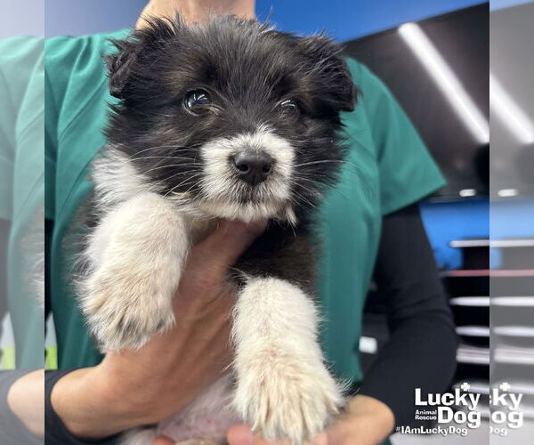 Medium Photo #3 Mutt Puppy For Sale in Washington, DC, USA