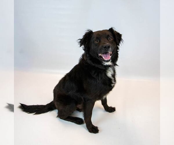 Medium Photo #6 Border Collie-Retriever  Mix Puppy For Sale in Kennesaw, GA, USA