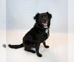 Small #5 Border Collie-Retriever  Mix