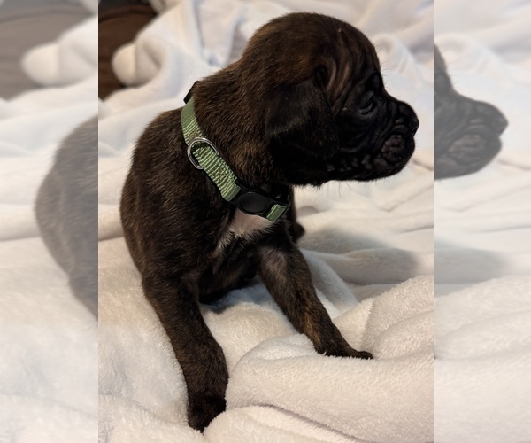 Medium Photo #2 Boxer Puppy For Sale in LANSING, MI, USA
