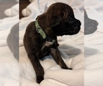 Small #1 Boxer