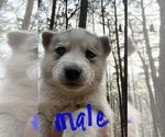 Small Photo #10 Siberian Husky Puppy For Sale in WILLIAMSBURG, VA, USA
