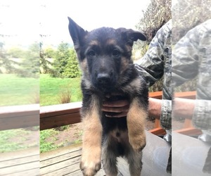 German Shepherd Dog Dogs for adoption in OAKLAND, OR, USA