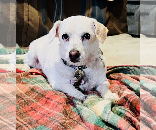 Medium Photo #1 Jack Russell Terrier-Unknown Mix Puppy For Sale in Cottonwood, AZ, USA