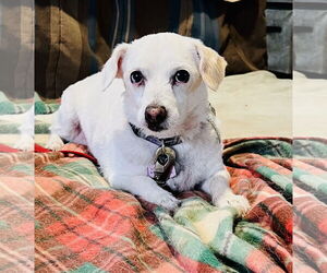 Jack Russell Terrier-Unknown Mix Dogs for adoption in Cottonwood, AZ, USA