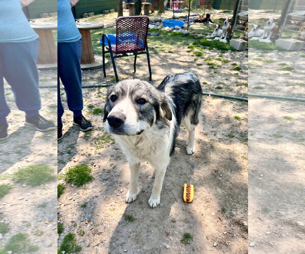 Medium Photo #2 Pyrenees Husky Puppy For Sale in Tracy City, TN, USA