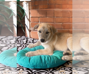 German Shepherd Dog-Unknown Mix Dogs for adoption in The Woodlands, TX, USA