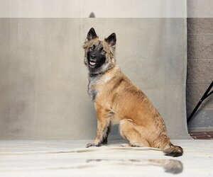 German Shepherd Dog-Unknown Mix Dogs for adoption in Jackson, CA, USA