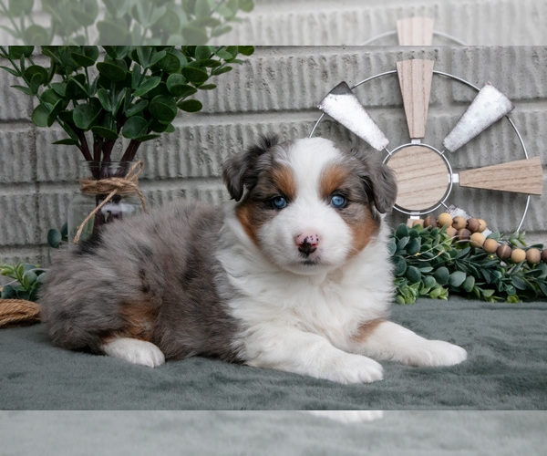 Medium Photo #5 Miniature Australian Shepherd Puppy For Sale in BALTIC, OH, USA