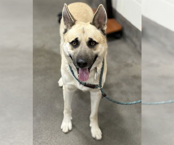 Medium Photo #1 German Shepherd Dog-Unknown Mix Puppy For Sale in Forestville, MD, USA