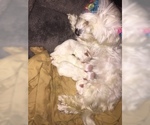 Small Photo #24 Maltese Puppy For Sale in BRKN ARW, OK, USA