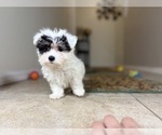 Small #3 Maltipoo
