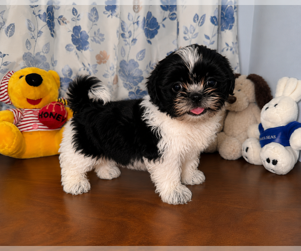 Medium Photo #17 Shih Tzu Puppy For Sale in DURHAM, CT, USA