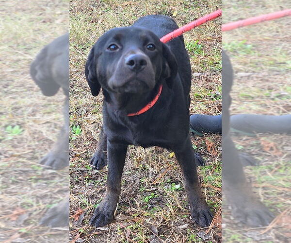 Medium Photo #5 Labrador Retriever-Unknown Mix Puppy For Sale in Wetumpka, AL, USA