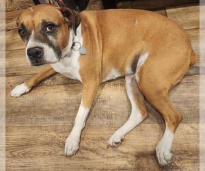 Medium Boxer