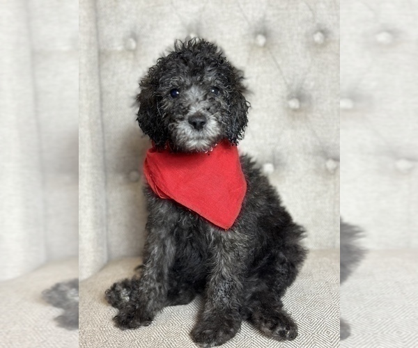 Medium Photo #1 Goldendoodle Puppy For Sale in SUMTER, SC, USA