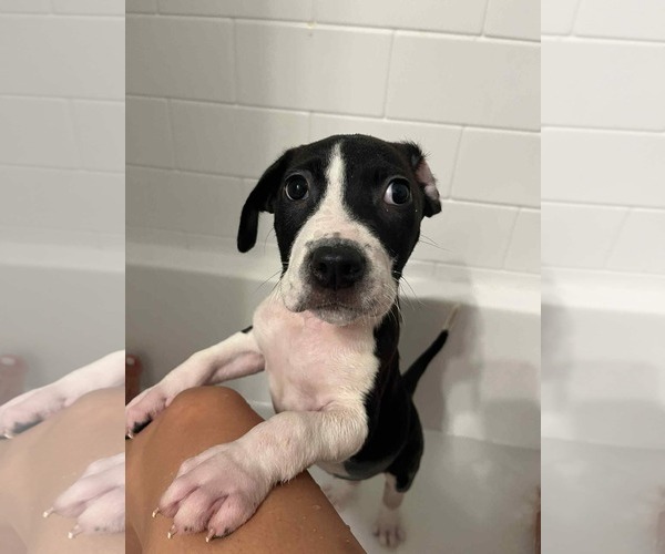 Medium Photo #2 Mutt Puppy For Sale in Germantown, OH, USA