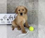 Small #1 Golden Retriever