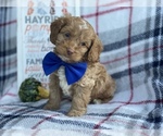 Small Photo #6 Cocker Spaniel-Poodle (Miniature) Mix Puppy For Sale in CEDAR LANE, PA, USA