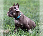 Small #3 French Bulldog