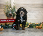 Small Photo #18 Goldendoodle (Miniature) Puppy For Sale in MIDDLEBURY, IN, USA
